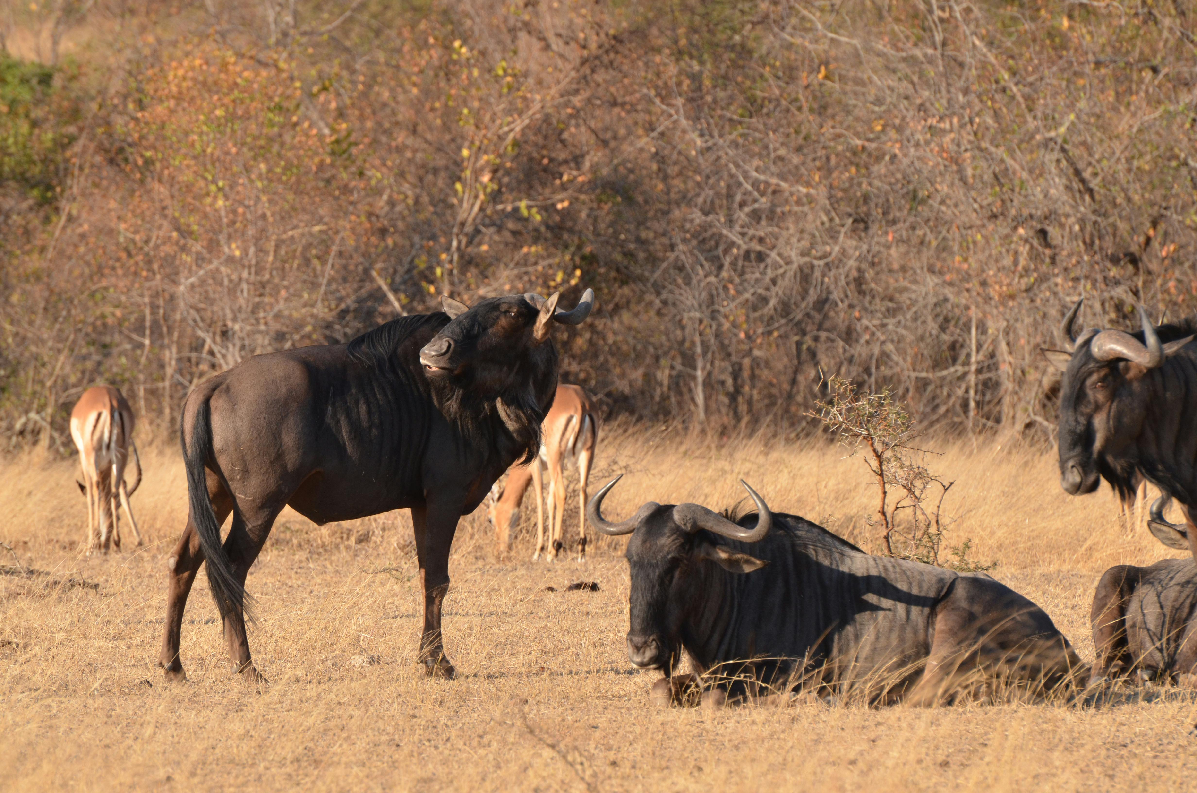 Tanzania Safari Landscape